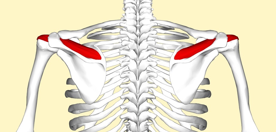 Схема повреждения сухожилий подостной и надостной мышц плеча