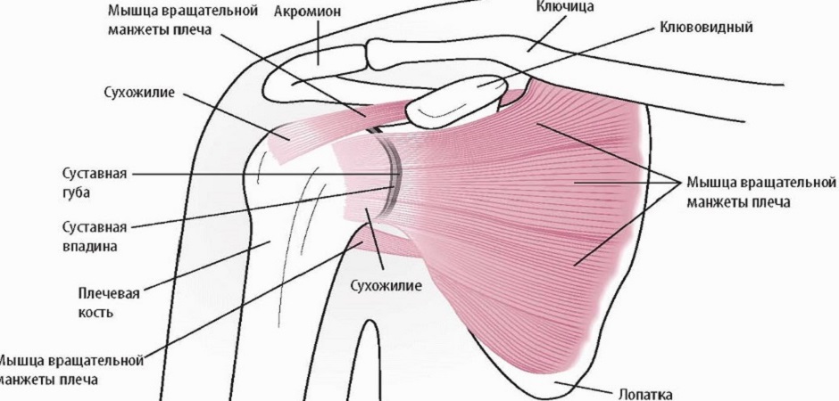 Анатомия тендинита ротаторной манжеты плеча