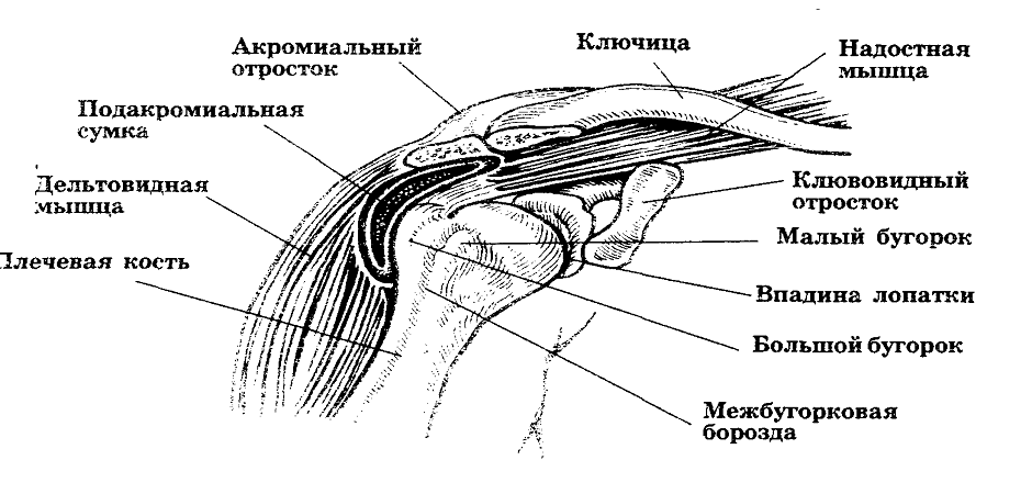 Подакромиальный бурсит. Завороты плечевого сустава анатомия. Бурсит сумки подлопаточной мышцы. Синовиальная сумка подлопаточной мышцы. Поддельтовидная синовиальная сумка плечевого сустава.