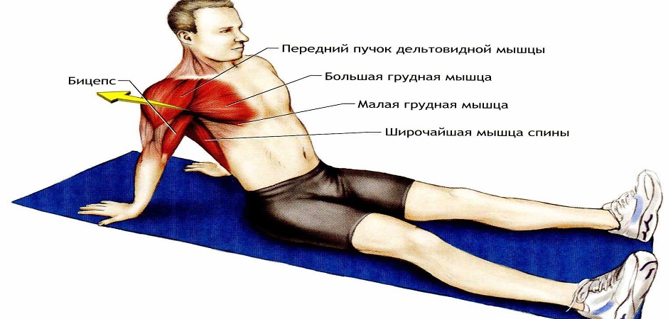 Мышцы плеча спортсмена