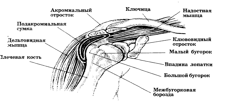Схема плечевого сустава