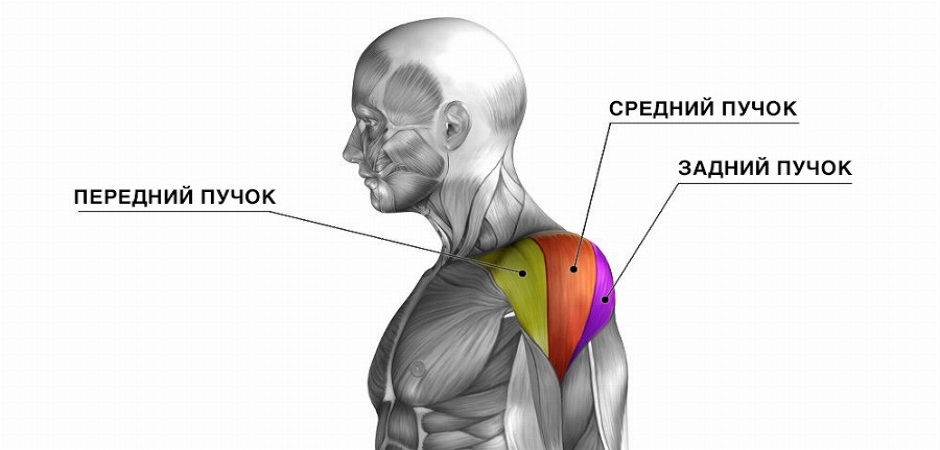 Миозит дельтовидной мышцы плеча